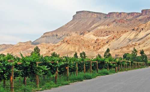 A scenic vineyard lines a road, with dramatic rocky cliffs rising in the background under a cloudy sky.