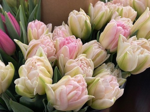 A close-up of a bouquet of soft pink and white tulips with green leaves, arranged beautifully.