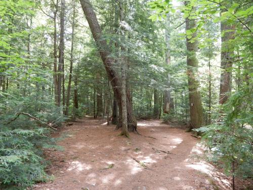 A serene forest scene with tall trees and a sandy path splitting into two directions. Sunlight filters through the leaves.