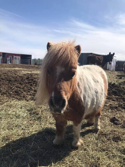 A small pony with a fluffy mane stands in a grassy field, with a barn and other animals in the background.