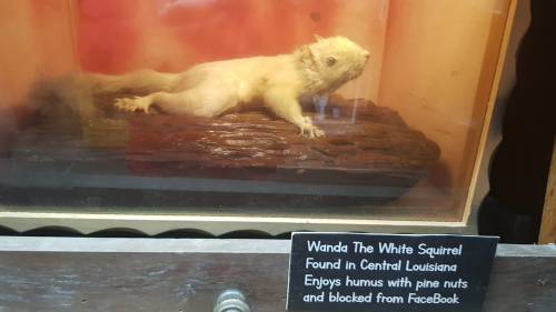A taxidermy white squirrel named Wanda, displayed in a case with a sign about her background and preferences.