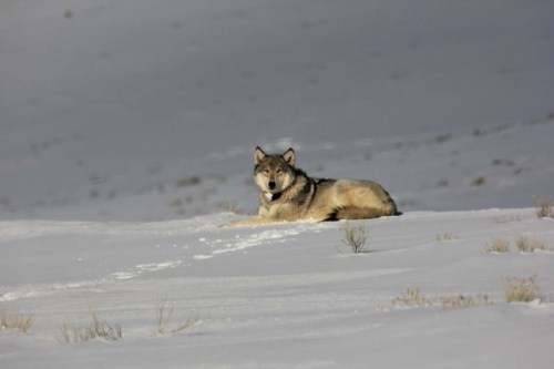 A wolf resting on a snowy landscape, surrounded by sparse vegetation under a gray sky.
