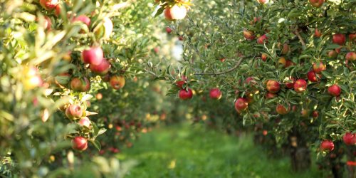 A lush apple orchard with rows of trees heavy with ripe red apples and green grass under bright sunlight.