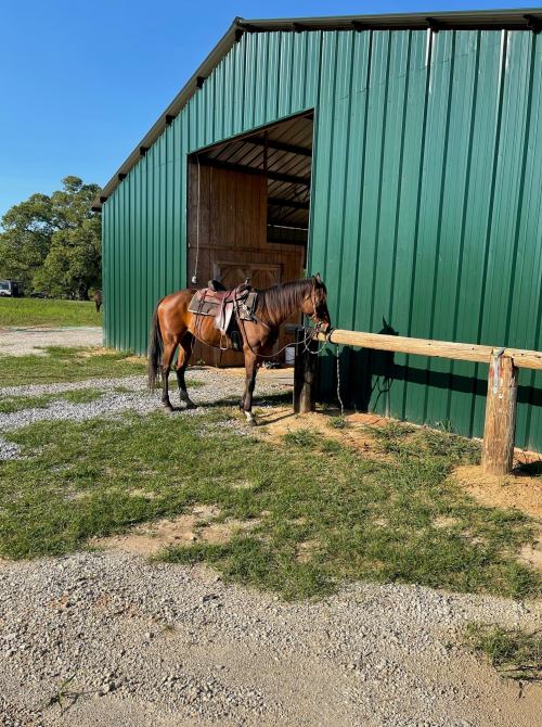 A brown horse stands tied near a green barn on a sunny day, with gravel and grass in the foreground.