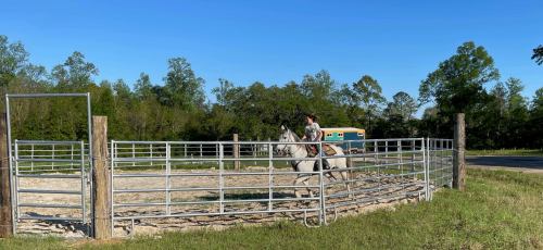 A rider on a gray horse exercises in a round pen surrounded by trees and a blue trailer in the background.