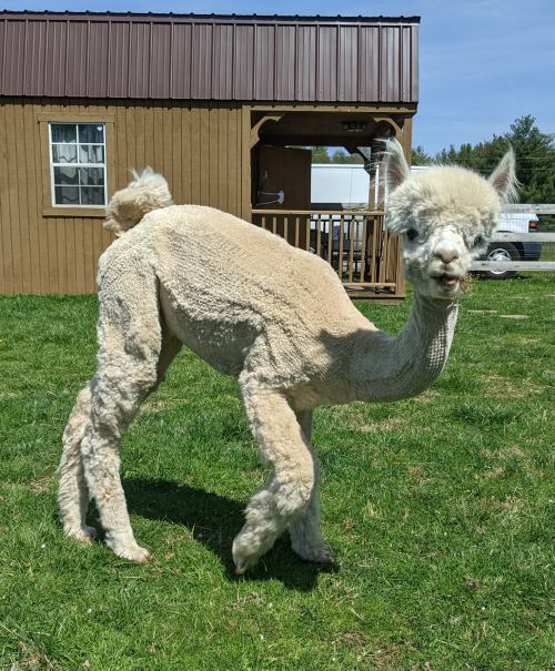 A light-colored alpaca stands on green grass in front of a wooden building, with a curious expression.