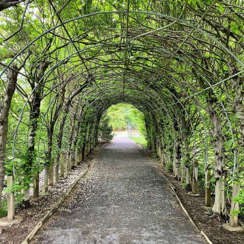 A lush, green tunnel formed by intertwined branches, leading to a bright path ahead.