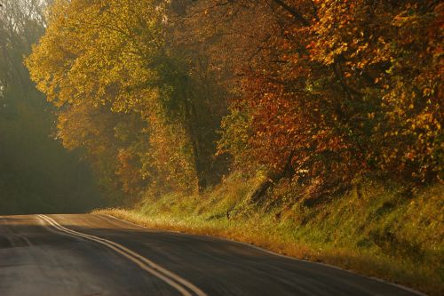 A winding road lined with vibrant autumn trees, showcasing warm orange and yellow foliage in soft sunlight.