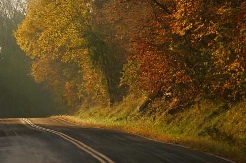 A winding road lined with vibrant autumn trees, showcasing warm orange and yellow foliage in soft sunlight.