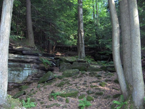 A serene forest scene with tall trees, rocky terrain, and lush greenery under dappled sunlight.