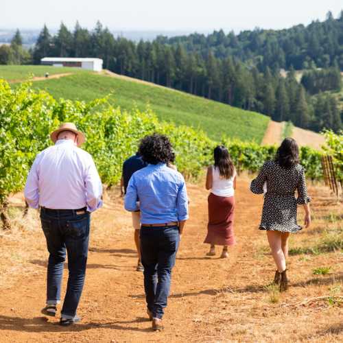 A group of people walking through a vineyard, surrounded by lush green vines and rolling hills in the background.