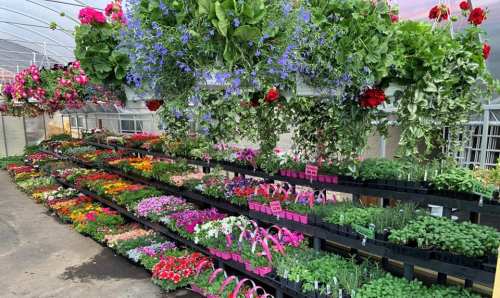 A vibrant greenhouse filled with colorful flowers and hanging plants on display in organized rows.