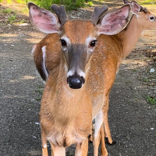 Two deer stand on a gravel path, one in the foreground with a light brown coat and large ears, the other slightly behind.