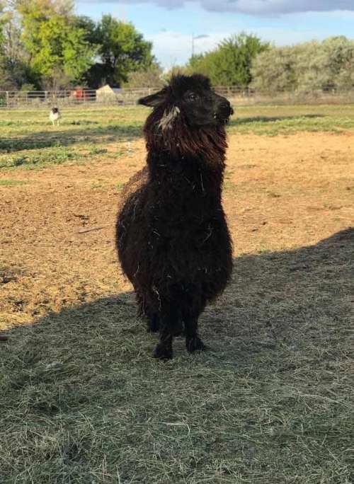 A black sheep stands in a grassy field, looking to the side with trees and a fence in the background.