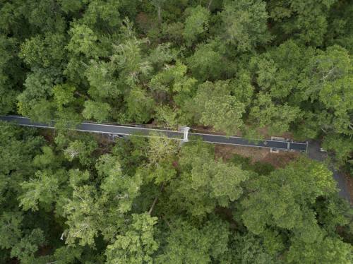Aerial view of a road winding through dense green forest, surrounded by lush trees.