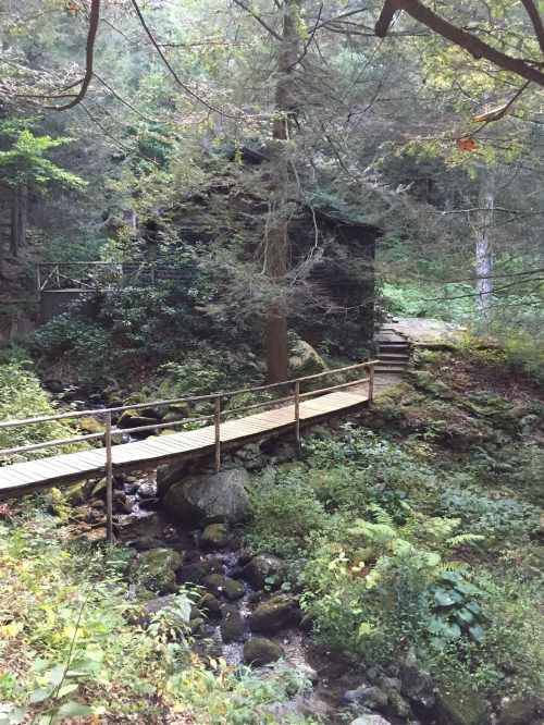 A wooden bridge leads to a small, dark cabin surrounded by lush greenery and trees in a serene forest setting.