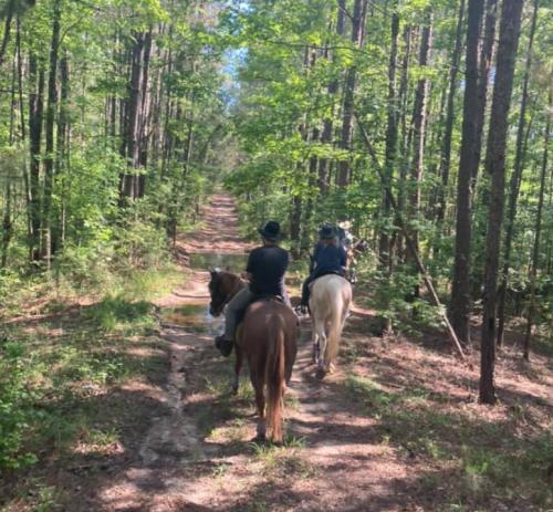 Two riders on horseback trail through a lush, green forest path under a clear blue sky.
