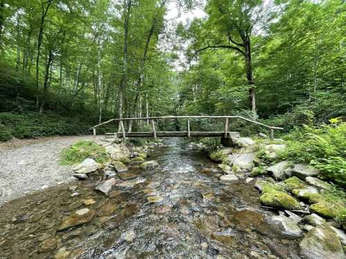 A wooden bridge spans a clear stream, surrounded by lush green trees and rocky banks in a serene forest setting.