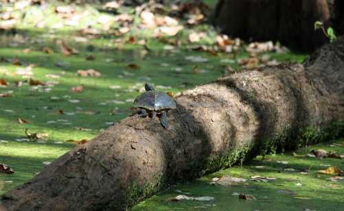 A turtle rests on a log in a green, mossy wetland, surrounded by fallen leaves.