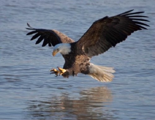 A bald eagle soaring above water, wings spread wide, preparing to catch its prey with sharp talons.