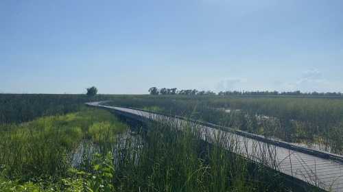 A wooden boardwalk winds through tall grasses and wetlands under a clear blue sky.