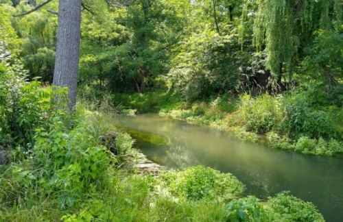 A serene, green landscape featuring a calm river surrounded by lush vegetation and trees.