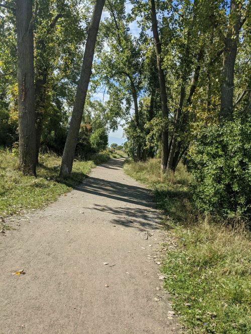 A winding dirt path surrounded by tall trees and greenery under a clear blue sky.