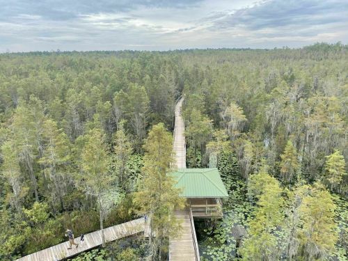 Aerial view of a wooden boardwalk winding through a lush green wetland with trees and lily pads.