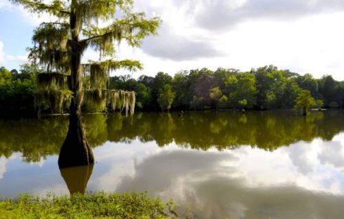 A serene lake scene with a cypress tree, lush greenery, and reflections on the water under a cloudy sky.