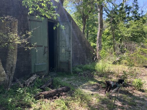 A dog stands near an old, green door of a weathered building surrounded by trees and overgrown vegetation.