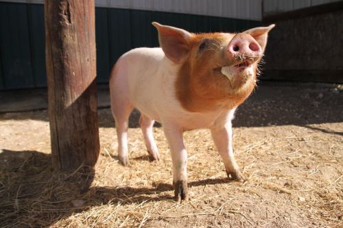 A small pig with a light pink body and brown snout stands on straw, looking curiously at the camera.