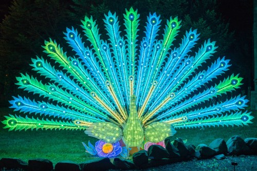 A vibrant, illuminated peacock display with colorful feathers, set against a dark night background.