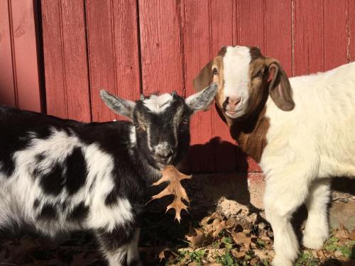 Two goats, one black and white and the other brown and white, stand together in front of a red barn, nibbling on leaves.