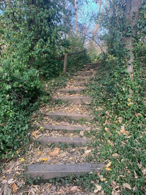 A wooden staircase leads up through a lush, green path surrounded by trees and fallen leaves.