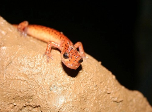 A close-up of an orange and brown spotted lizard perched on a textured rock surface.