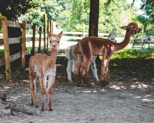 A group of alpacas, including a young brown one and an adult, standing in a sunny, grassy area near a wooden fence.