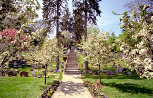 A serene cemetery with blooming trees, stone graves, and a pathway leading up a gentle hill under a clear blue sky.