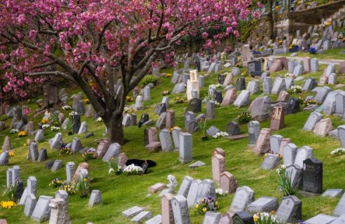 A serene cemetery with colorful gravestones, blooming cherry blossom trees, and vibrant flowers on a grassy hillside.
