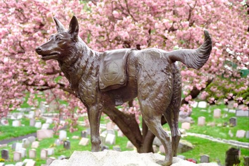 A bronze statue of a dog stands in a cemetery, surrounded by blooming cherry blossom trees.