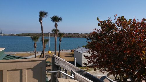 A view of a calm waterfront with palm trees, a colorful tree, and distant structures under a clear blue sky.