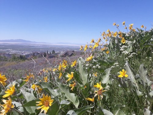 A scenic view of yellow wildflowers in the foreground, overlooking a valley and distant mountains under a clear blue sky.