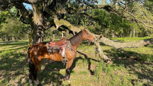 A brown horse with a saddle stands beside a large tree in a grassy area, surrounded by greenery.