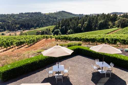 A scenic view of vineyards and rolling hills, featuring outdoor tables with umbrellas in a sunny landscape.