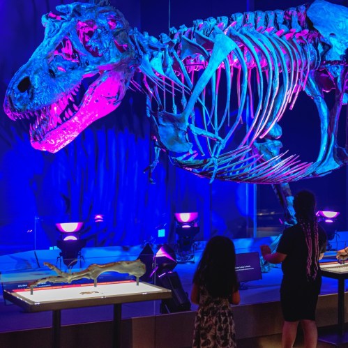 A colorful dinosaur skeleton display with two children observing in a museum setting.