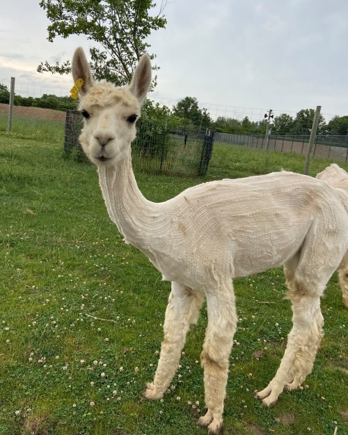 A light-colored alpaca stands in a grassy field, looking curiously at the camera with a serene background.