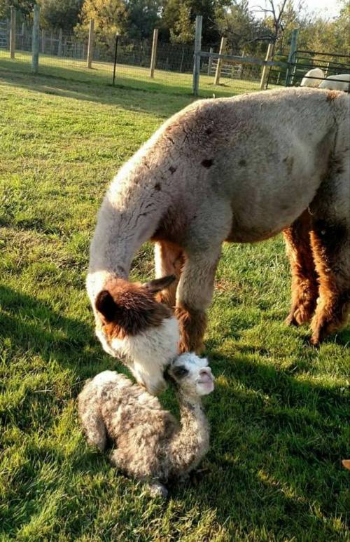 A mother alpaca gently nuzzles her fluffy cria on a grassy field.