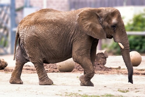 A side view of an elephant walking on a sandy surface, with a few large rocks in the background.