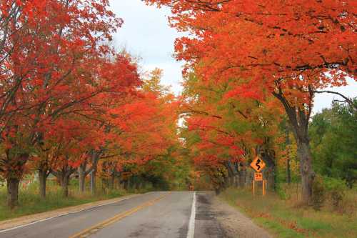 A scenic road lined with vibrant red and orange trees, signaling a beautiful autumn landscape.