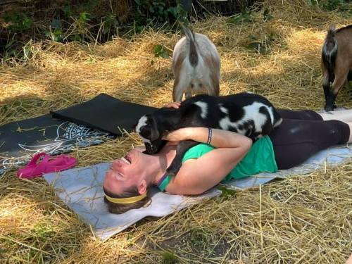 A woman lies on a yoga mat outdoors, playfully interacting with a goat on her chest, surrounded by straw and other goats.