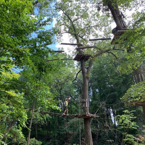 A person navigates a treetop obstacle course among lush green trees on a sunny day.